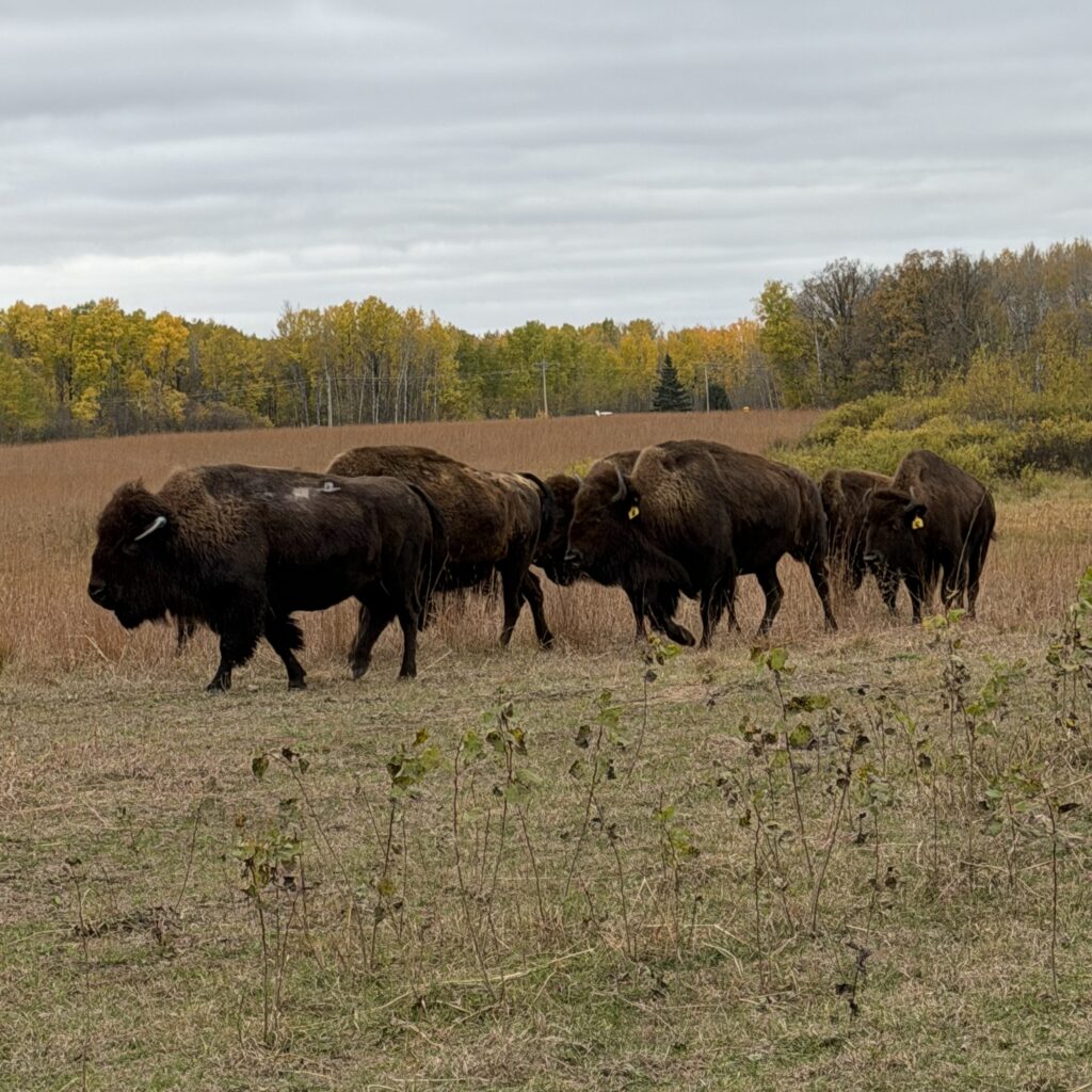 Red Minnesota An Update to Red Lake Nation's Push to Transfer Back Upper Red Lake ...